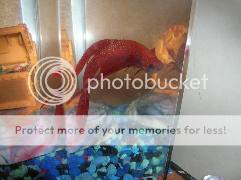 rescues010.jpg