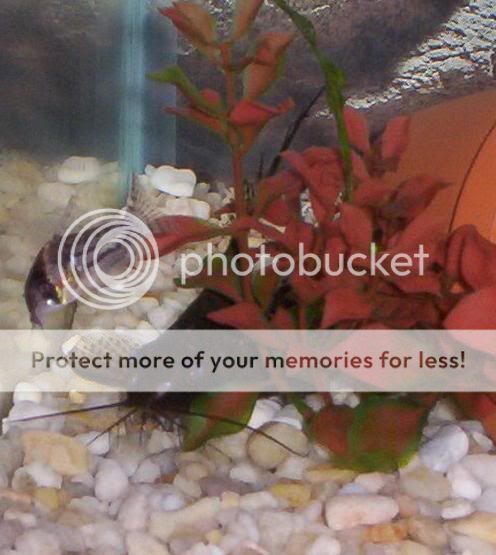 Cories007.jpg