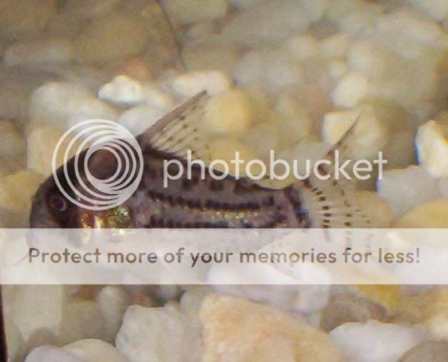 Cories009.jpg