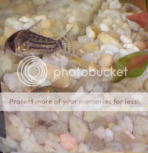 Cories010.jpg