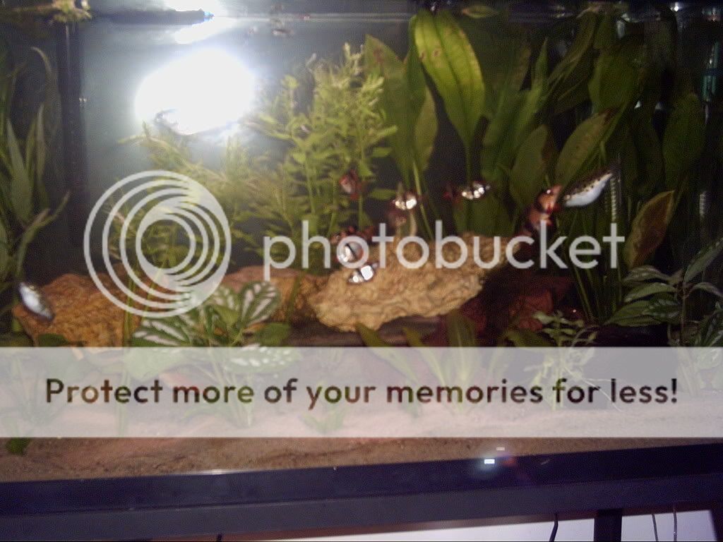 PICT0001.jpg