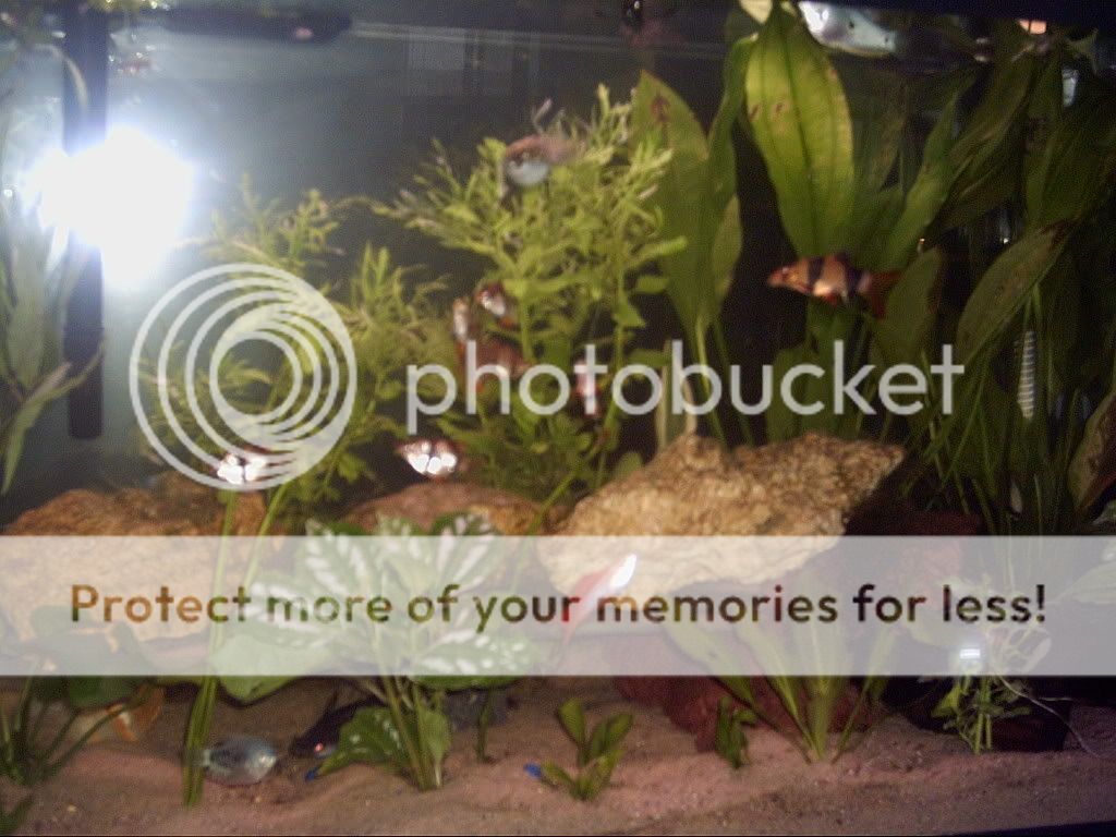 PICT0002.jpg