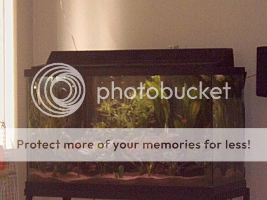 PICT0017.jpg