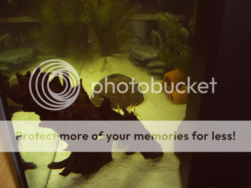 SideViewPleco.jpg
