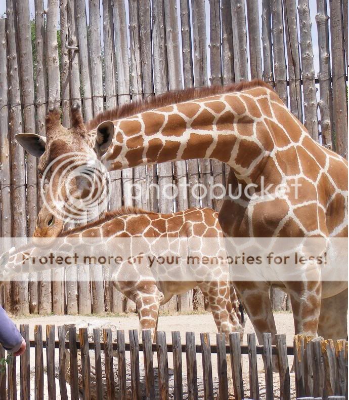 Giraffe2.jpg