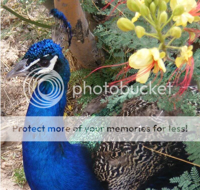 Peacock.jpg