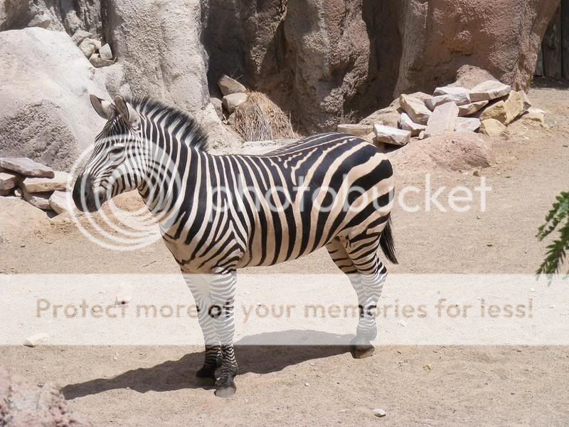 Zebra.jpg