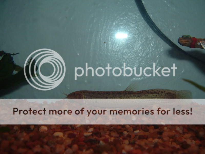 10gallon014.jpg