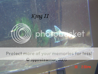 kingii629.png