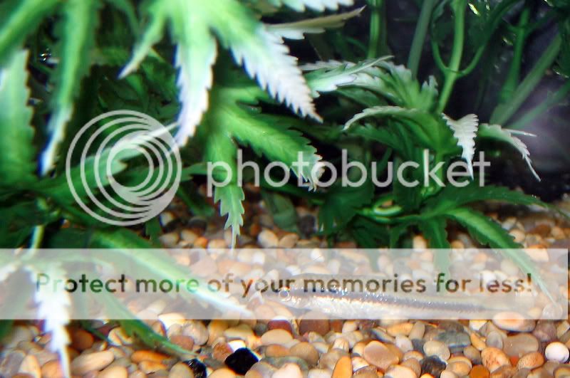 FishTankAug07016.jpg