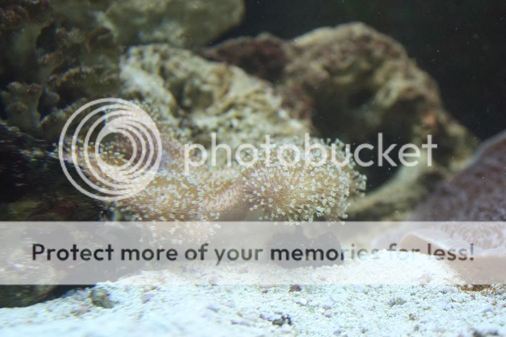 MushroomLeatherCoral.jpg