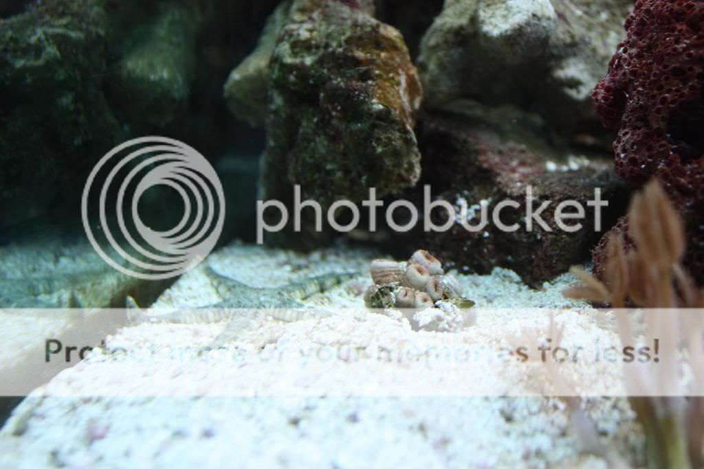 Starfishwithcoralfrag.jpg