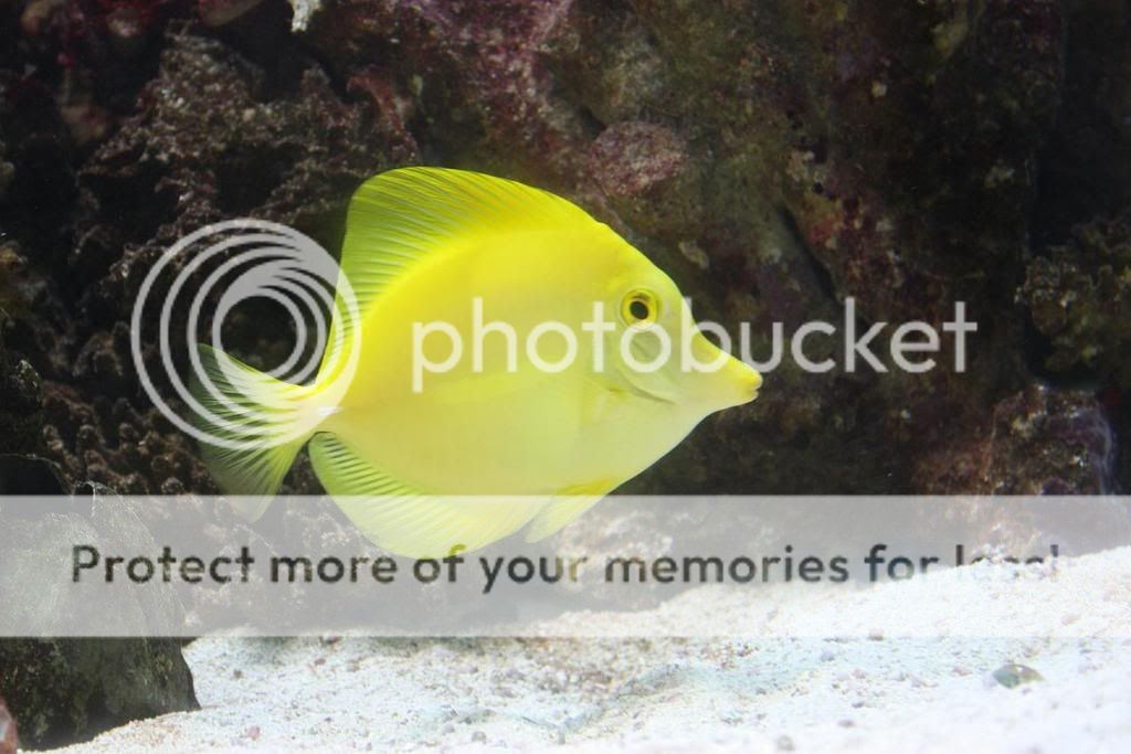 YellowTang.jpg