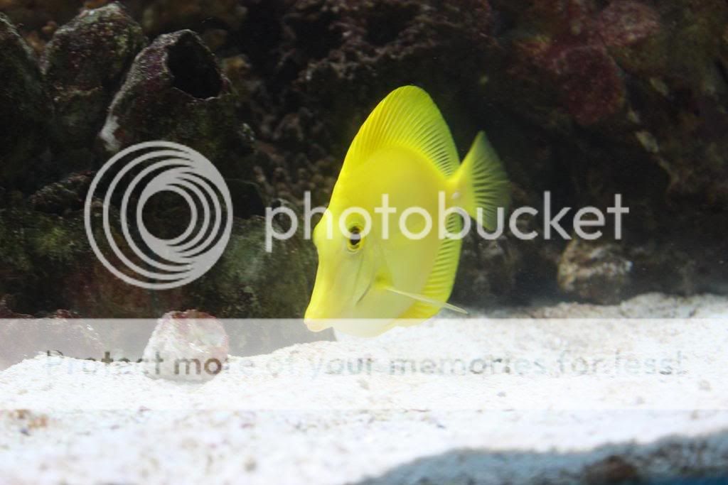 YellowTang2.jpg
