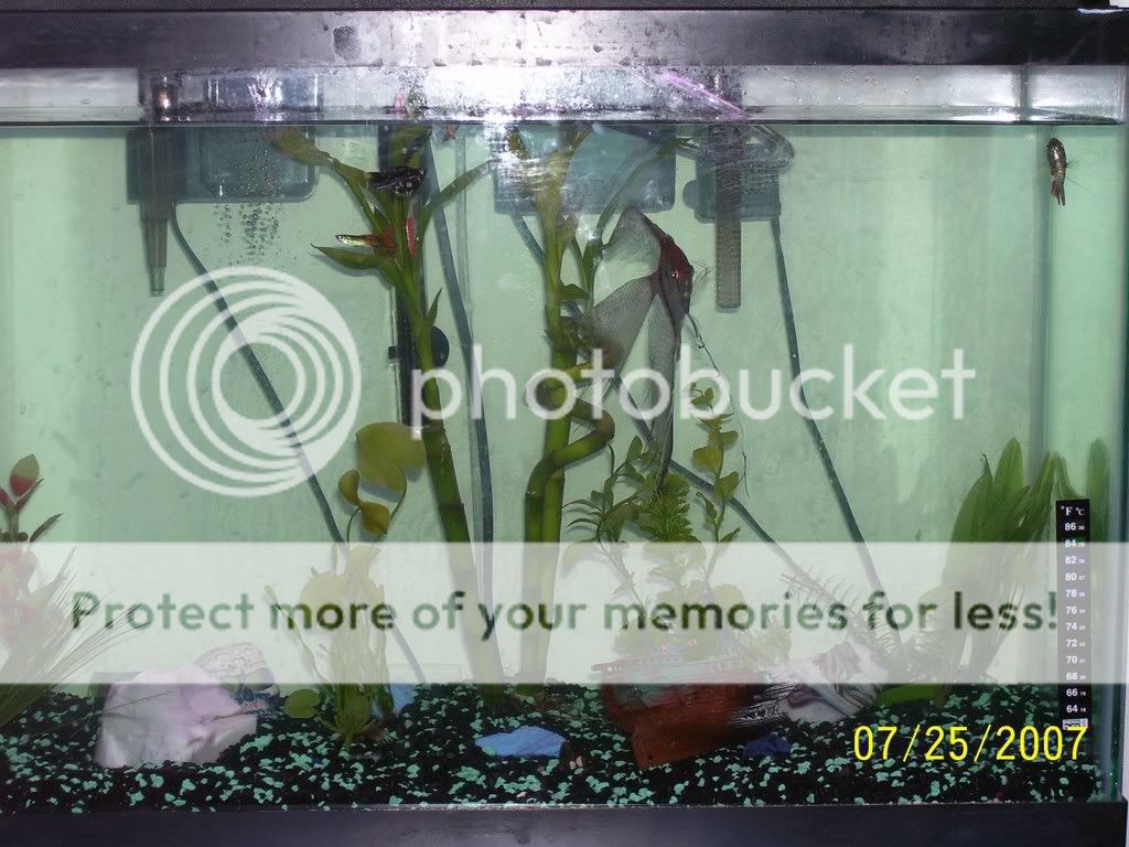 29GTankPicture.jpg