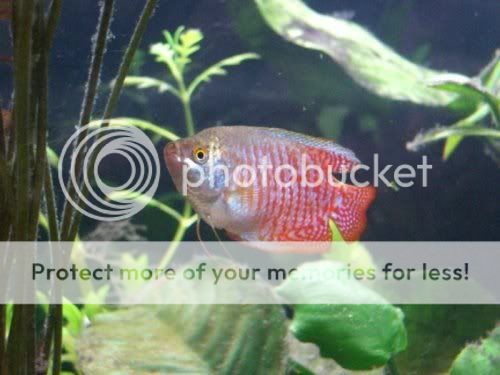 Gourami.jpg