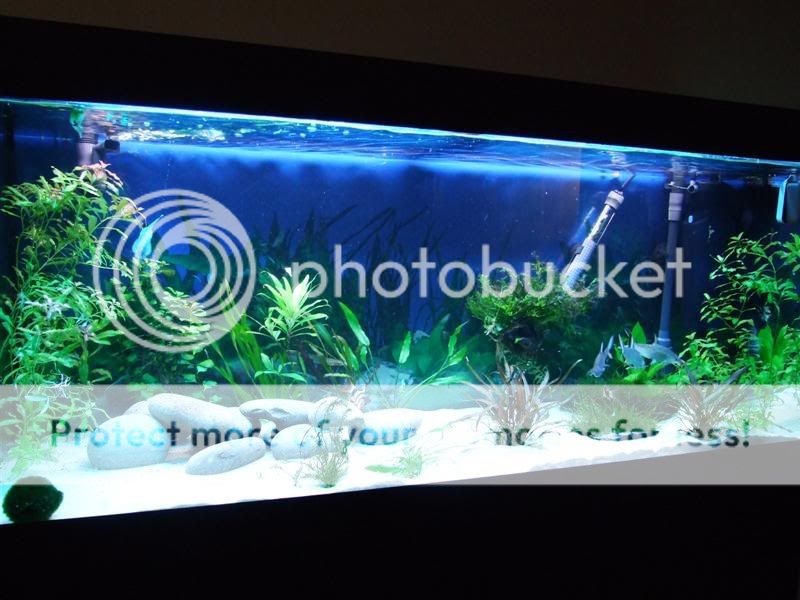 Picture278Medium.jpg