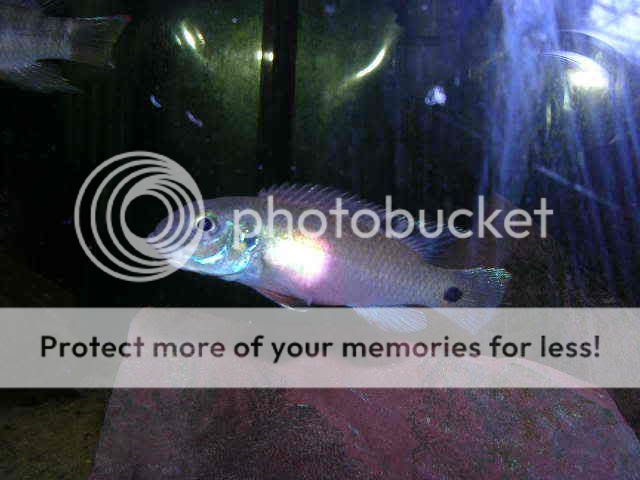 DSCN2682.jpg
