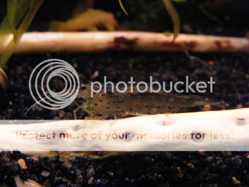 DSCF0701.jpg