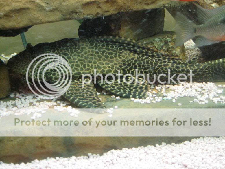 plecoforum.jpg