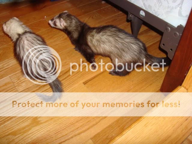 ferrets013.jpg