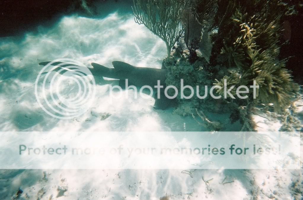 scan0010.jpg