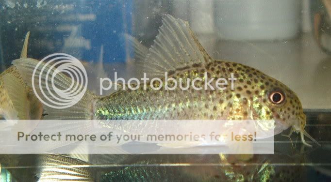 IMGP5420.jpg