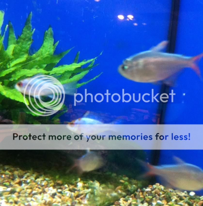 fish1.jpg