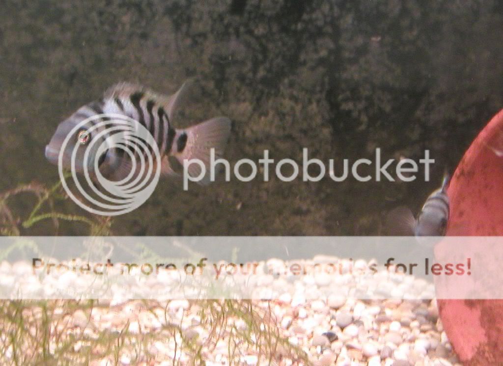 fsh014.jpg
