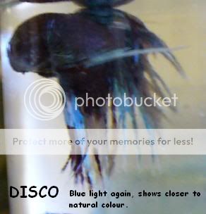 Disco2.jpg
