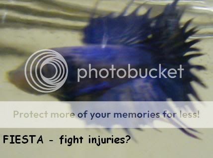 Fiesta2.jpg