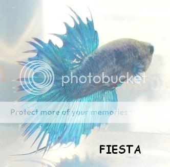 Fiesta3.jpg