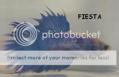 Fiesta4.jpg