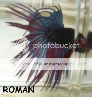 Roman2.jpg