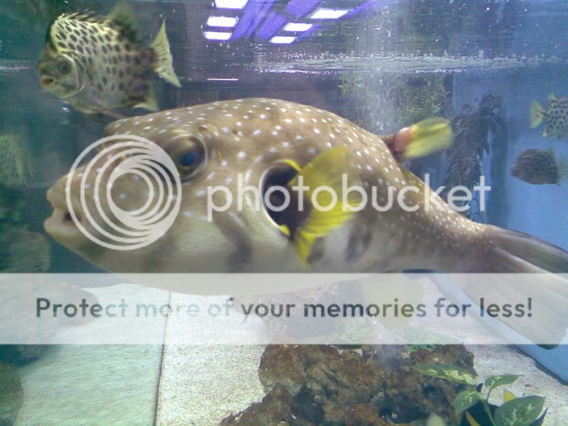 SexyPuffer.jpg