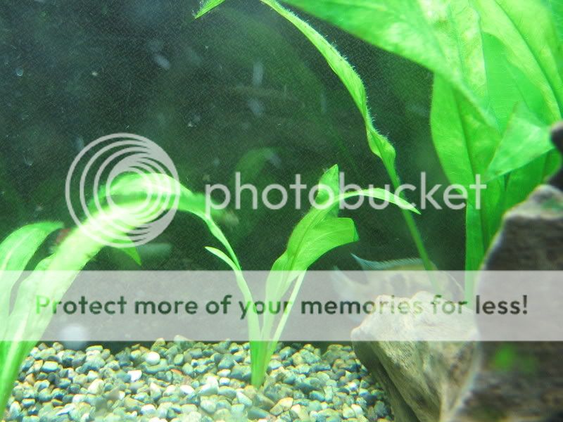 PictureorVideo407.jpg