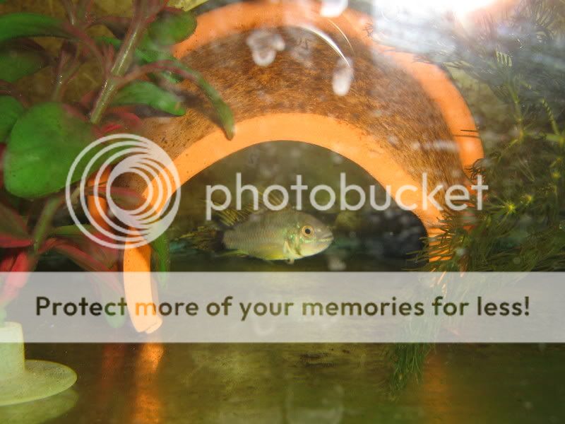 PictureorVideo470.jpg