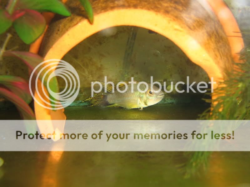 PictureorVideo471.jpg