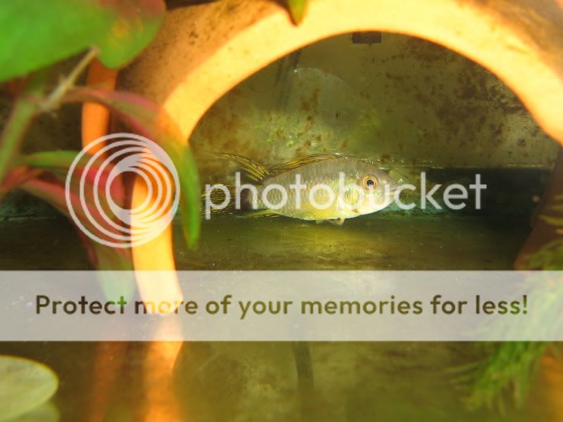PictureorVideo472.jpg