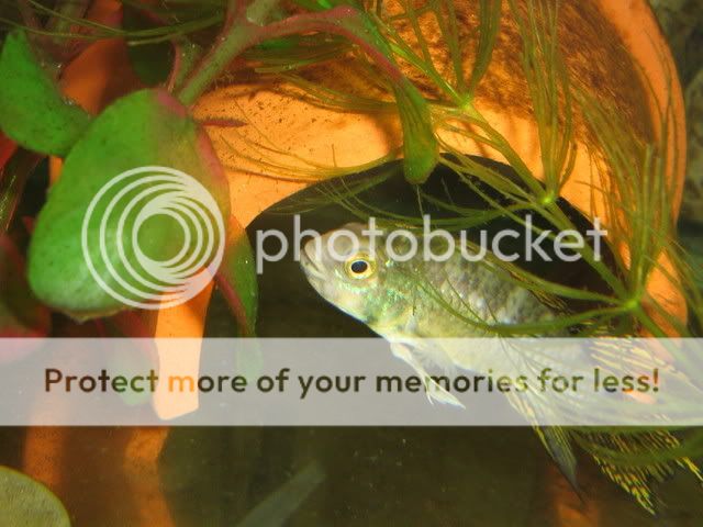 PictureorVideo485.jpg
