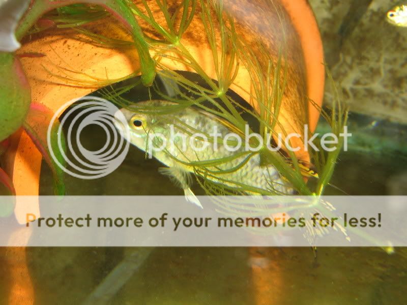 PictureorVideo486.jpg