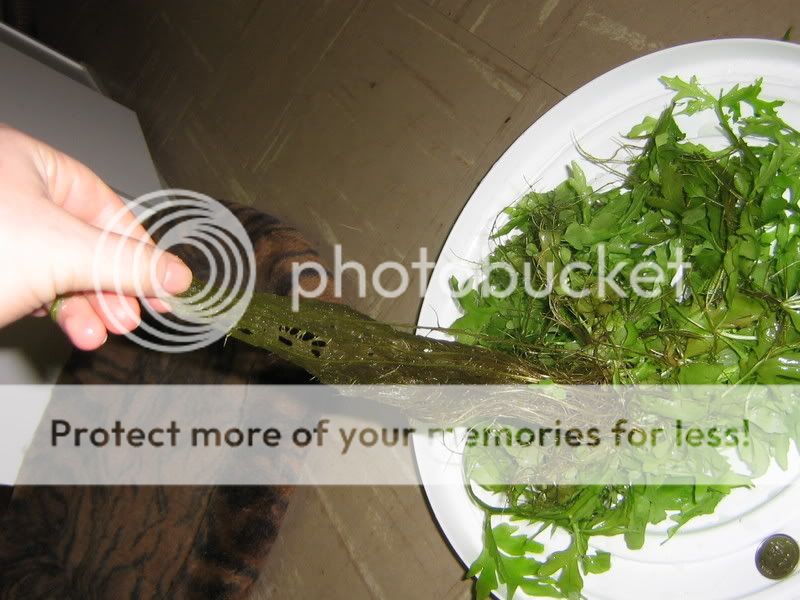 PictureorVideo801.jpg