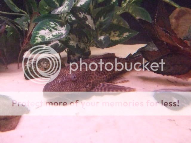 2006_1109First0017.jpg