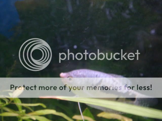 fishy002.jpg