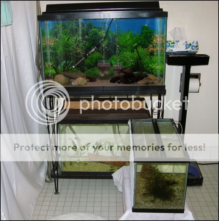 FishRoom5.jpg