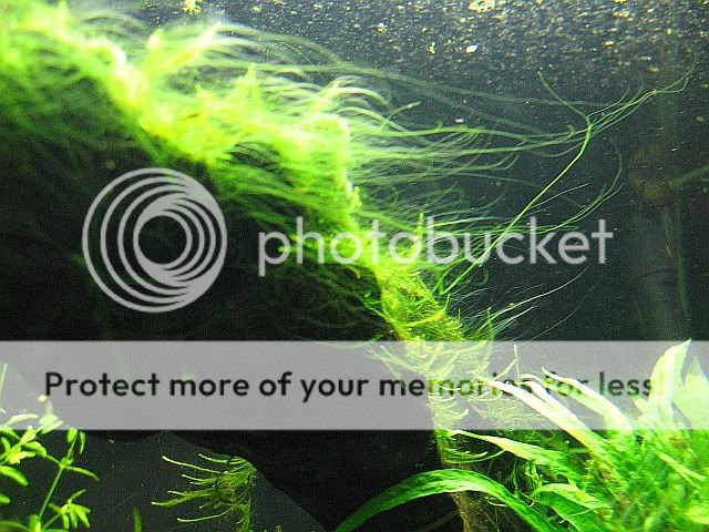 algae4.jpg