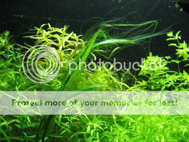 algae7.jpg