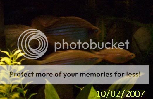 rainbowfish_1.jpg