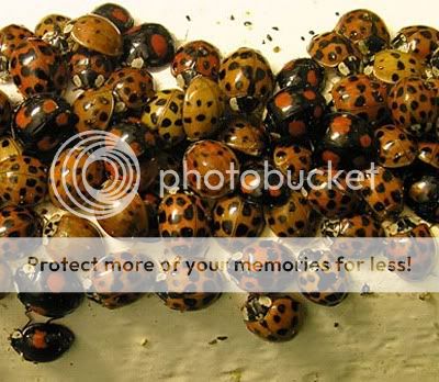 Harlequinladybird1.jpg