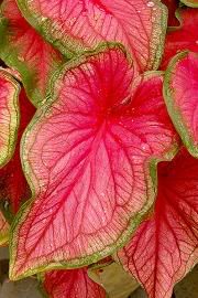 398px-Caladium_bicolor_Florida_Swee.jpg